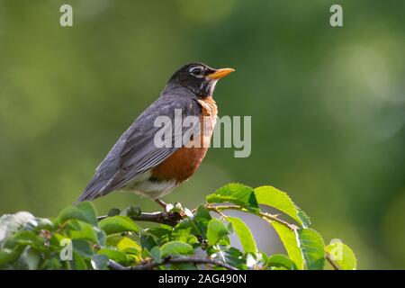 Eine männliche Amerikanische Robin wacht, mate Eier inkubieren. Stockfoto