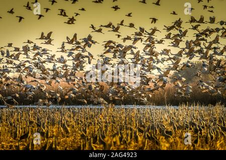 Atemberaubende Szene einer Truppe von Störchen, die über einem fliegen Feld und der gelbe Himmel im Hintergrund Stockfoto