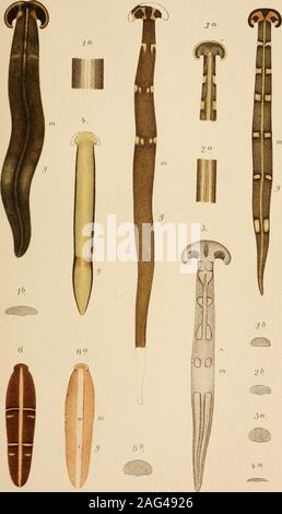 . Zeitschrift für wissenschaftliche Zoologie. Inuuin in Leipzig. /Eilschi - Ift f^nss./oo/LXXIJL mjic Bd. 1. T (t: j:^-z. V. vtrkg WlIliPliii fliiffrlinnTii] Zcilschnfi l. wiss. ZooIocjie BcLLXXIlI^ Abb. 1. cLrrrv Stockfoto