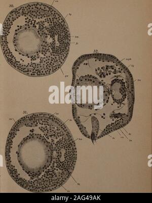 . Zeitschrift für wissenschaftliche Zoologie. Ta w. Iii. Inuuin in Leipzig. /Eilschi - Ift f^nss./oo/LXXIJL mjic Bd. 1. T (t: j:^-z Stockfoto