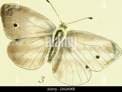 . Die papilios von Großbritannien, systematisch gegliedert, präzise graviert, und aus der Natur lackiert, mit der natürlichen Geschichte der einzelnen Arten, von einem Schließen der Anwendung zum Gegenstand, und Beobachtungen in verschiedenen Ländern dieses Reiches gemacht; sowie aus der Zucht Zahlen aus dem Ei oder Caterpillar, während der letzten 30 Jahre. Ily diftinguifhed. Es gibt zwei Generationen von thefe fliegt in der fummer: Die firft erscheint auf thewing Anfang Mai, vom chryfalides, dass durchdie Winter geblieben sind 3 und der fécond ist auf dem Flügel im Juli. Die Raupen fromthefe sind an thei Stockfoto