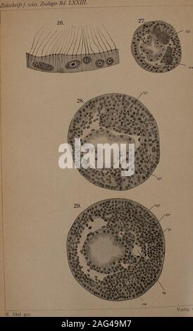 . Zeitschrift für wissenschaftliche Zoologie. bs Ann in Leipzig. Klischees u. Druck v. Alphons Bruckmann in München. Ta w. Iii. Stockfoto