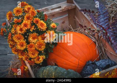 High-Angle-Aufnahme einer Box mit einer frischen Orange Kürbis und schöne kleine gelbe Chrysantheme Stockfoto