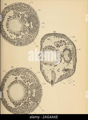 . Zeitschrift für wissenschaftliche Zoologie. Taf. Iii.bs Ann in Leipzig. Klischees u. Druck v. Alphons Bruckmann in München Stockfoto