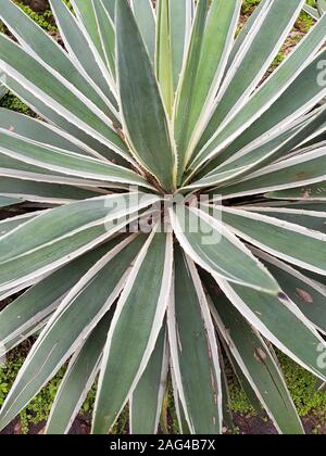 Vertikale Nahaufnahme der Agavenplantage im Garten während Tagsüber Stockfoto