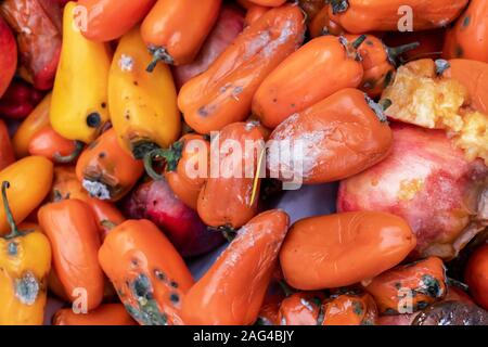 Faules Gemüse, farbige Glocke Paprika, orange verschimmelt. verdorbene Lebensmittel. Stockfoto