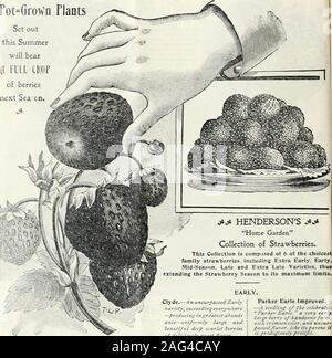 . Mitte Sommer Katalog 1902: Pflanzen für den Sommer Pflanzen, Samen für den Sommer Aussaat, Rasen- und Requisiten-, Insekten- und Pilzbefall Zerstörern. Wenn Erdbeerpflanzen von Mall gewünscht werden, für Porto 10 C. dorcn Preis und 50 c in den Hundert prfce 12 PETER HENDERSON & Co., NEW YORK.-POT-GEWACHSEN ERDBEERPFLANZEN zu tlie hinzufügen. Henderson s HO^ mich Garten - lMM^.^^^ KBEI RIES. rot = gewachsen Flants gesetzt in diesem Sommer eine Füllung im des berriesnext Seaen. jt^ HENDERSONS otjt Home GardenCollection Erdbeeren tragen. Diese Sammlung besteht aus 6 des choicestfamily Erdbeeren, einschließlich Extra früh, früh, M Stockfoto