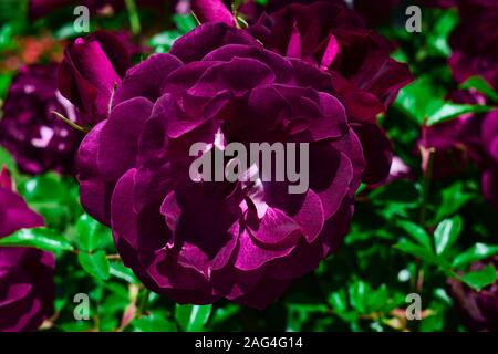 Nahaufnahme der schönen lila-blütenbesäten Floribunda Rose isoliert auf einem Unscharfer natürlicher Hintergrund Stockfoto