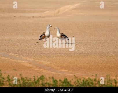 Ein paar Orinoco Gänse (Neochen jubata) Spaziergang auf dem Sand Bars entlang des Rio Javaes im Amazonasbecken. Tocantins, Brasilien. Stockfoto