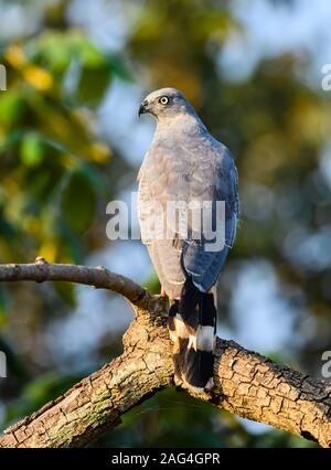 Ein Kran Hawk (Geranospiza Caerulescens) auf einem Ast sitzend. Tocantins, Brasilien. Stockfoto