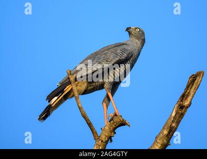 Ein Kran Hawk (Geranospiza Caerulescens) auf einem Ast sitzend. Tocantins, Brasilien. Stockfoto