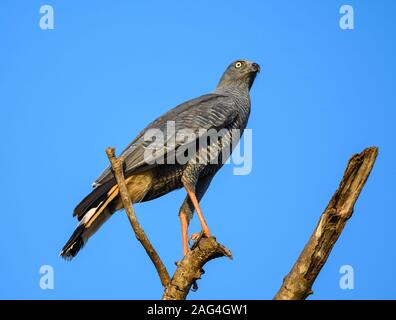 Ein Kran Hawk (Geranospiza Caerulescens) auf einem Ast sitzend. Tocantins, Brasilien. Stockfoto