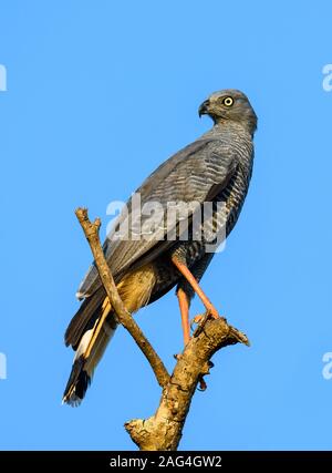 Ein Kran Hawk (Geranospiza Caerulescens) auf einem Ast sitzend. Tocantins, Brasilien. Stockfoto