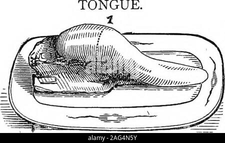 . Centennial Roßkastanie-Kochbuch. 340 DIE ROSSKASTANIE KOCHBUCH. ning das Messer in einer halbrunden Richtung 3. Das Fett von vielen soesteemed liegt auf dem Kamm 5. Durch Drehen über den meatsome ausgezeichnete Schichten werden gefunden und können längs geschnitten werden.. Eine Zunge sollte carvedas dünn wie eine vi-Afer; Seine deli-Wirksamkeitsstudien je in einem gieat de-gree auf, dass sein. Eine gut cutbit verlockt die Anspruchsvollsten; und dies gilt, eine Tatsache, die allkinds von Braten und boiledmeats. Ein Stück vom Rind weturn von mit Abscheu - anartistic Slice wir genießen. Die mittleren Schichten der Zunge sind Consid-das Beste genommen, und sollte Cu. Stockfoto
