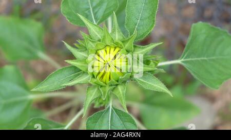 Nahaufnahme von einem Zwerg sonnenblume Bud, mit kleinen gelben Blütenblättern sichtbar, wartet, um zu blühen. Stockfoto