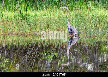 Wunderschöne Great Blue Heron mit Reflektion Stockfoto