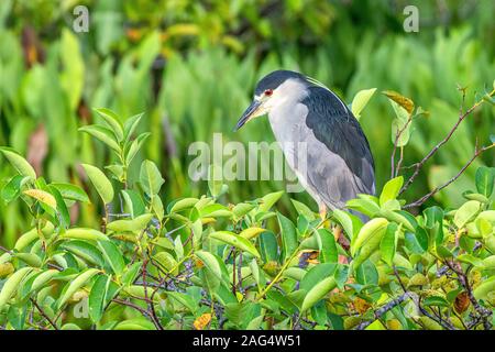 Schwarz - gekrönte Night Heron stehend auf einem Busch Stockfoto