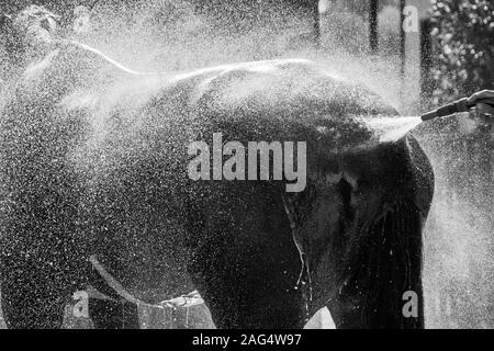 Graustufenaufnahme eines Hengstes, der den frischen Spritzer genießt Wasser Stockfoto