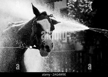 Graustufen Aufnahme eines Hengstpferdes lächelnd, während Sie die genießen Frischer Wasserspritzer Stockfoto