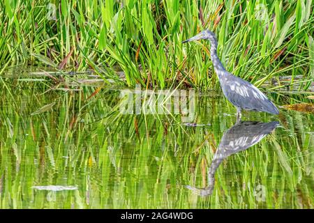 Kinder Little Blue Heron Nahrungssuche für Lebensmittel Stockfoto