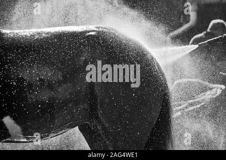 Graustufenaufnahme eines Hengstes, der den frischen Spritzer genießt Wasser Stockfoto