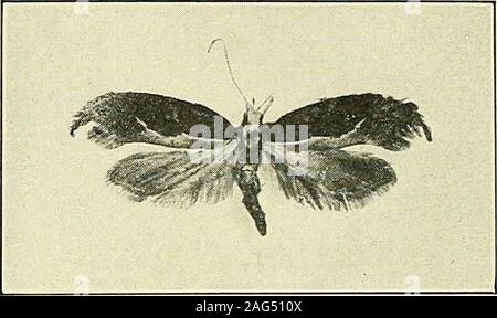 . Bericht des Staates Entomologe von Connecticut für das Jahr ... ein. Nach ox Trillern oder Botfly, zweimal in natürlicher Größe. Harpipteryx xylostella, twicenatural Größe. Stockfoto