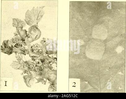 . Bericht des Staates Entomologe zum Schädigenden und andere Insekten des Staates New York. 101-2521918 b - Hinweise und Beschreibungen von Itonididae in den Sammlungen des American Museum of Natural History. Amer. Mus. Nat. Hist. V. 38, § 6, S. 179-82 1918 c Gall Insekten und ihre Beziehung zu pflanzen. S^Ich. Mo. 6:509-525 I9 I8 d Neue Gall Mücken. Econ. Ent. Jour. 11:38 O-84 1918 Malloch, J.R. Anthracophaga disuchliae sp. n. Econ. Ent. Jour. II: 36 i-62 Erklärung der PlatesPlate ich 243 Cynipid Galle 1 Gall auf Eiche, von Andricus cicatriculus Bass. (Nach Thompson) 2 Gall auf Eiche, von Andricus flocci Wals Stockfoto