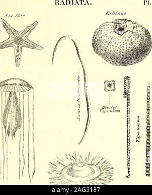 . Eine Synopse der natürlichen Geschichte: die natürliche Geschichte der Tiere, mit menschlichen und allgemeine Tierphysiologie, Botanik, pflanzlichen Physiologie und Geologie. Stockfoto