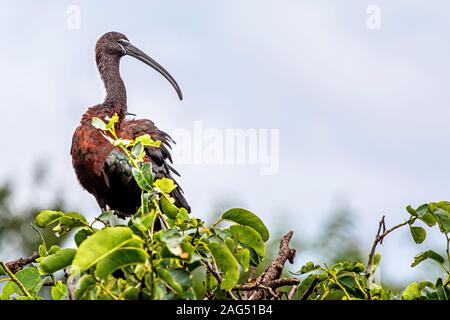 Glossy Ibis stehend auf einem Cypress Tree Stockfoto