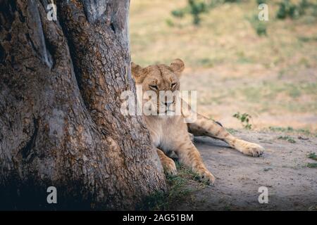 Löwe schläft neben einem großen Baum auf dem Sand Boden im Dschungel Stockfoto