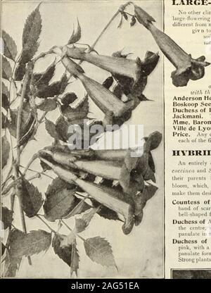 . Dreer's 1913 Garten Buch. ? J-U-U. Große - blühende CLEMATIS Keine andere kletterpflanze ist gleich in die Attraktivität der beautifullarge - blühende Clematis. Ihre Anforderungen sind somewhatdifferent fioin die meisten anderen Pflanzen und korrekten Bedingungen müssen begivn zufriedenstellende Ergebnisse zu sichern. Sie reich, deepsoil, perfekte Entwässerung, überfluß an Wasser benötigen, und vor allem, sie sollten mit thecrowns drei Zentimeter unter der Oberfläche des thesoil gepflanzt werden. Sie scheinen am besten in der Lage, wherethey zu tun, nicht in die volle Sonne während der heißesten Zeit des Tages ausgesetzt werden. e^* Wir sind enrcfnl senden. Stockfoto