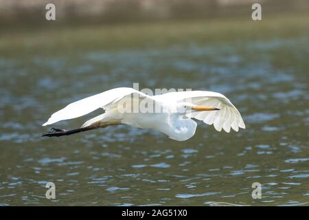 Östlichen Silberreiher im Flug Stockfoto