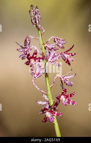 Gestromt Hyazinthe Orchidee in Blume Stockfoto