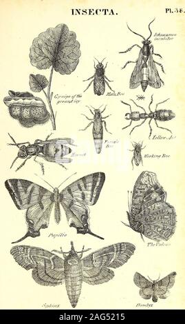 . Eine Synopse der natürlichen Geschichte: die natürliche Geschichte der Tiere, mit menschlichen und allgemeine Tierphysiologie, Botanik, pflanzlichen Physiologie und Geologie. Stockfoto