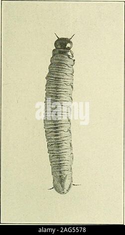 . Bericht des Staates Entomologe von Connecticut für das Jahr ... ein. Sichelförmige Eier auf die Entwicklung von Nadeln, zweimal natürliche Größe.. Stockfoto