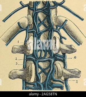 . "Traité d'anatomie humaine: beschreibende Anatomie, Histologie, Développement. ntercostales. b. Leurs Anastomosen. - Les quatre VEINES DU HACHIS 1113 décrire, Presque toujours Multiples et même plexiformes, sind ellespar reliées Entre les nombreuses Anastomosen, tellement nombreuses Parfois, quelles trans-forment la Verkehr intra-rachidienne en un véritable Plexus. Cest ainsi de chaque vertèbre quauniveau, les Deux veines longitudinales sind réunieslune antérieures à lautre par une Anastomose transversale, située entre le Corps de la Ver-tèbre et le Ligament vertébral commun postérieur. De Stockfoto