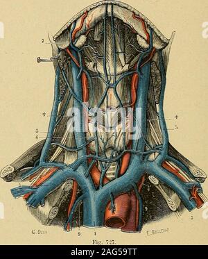 . "Traité d'anatomie humaine: beschreibende Anatomie, Histologie, Développement. nt en dehors. Elles perforent laponévrose superficielle cervicale alors, sengagent au-Dessous - dusterno cléido - mastoïdien Correspondant, traversent ensuite laponévrose croisent cervicalemoyenne, En Avant Les Gros vaisseaux de Garde et, finalement, Viennent seterminer dans la veine sous-clavière, un peu au-dessus de la veine jugulaireexterne, quelquefois au niveau même de cette Dernière, par un-Drossel qui estcommun aux Deux vaisseaux. Dans sa Teil verticale ou, La descendante jugulaire antérieure chemine tout 108 ein Stockfoto