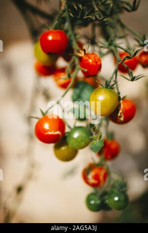 Vertikale Nahaufnahme von Kirschtomaten auf einem Busch mit Ein verschwommener Hintergrund Stockfoto