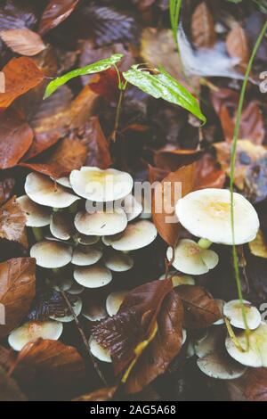 Vertikale Schuss von Pilzen zwischen Herbstblättern in der gewachsen Mitten in einem Dschungel Stockfoto