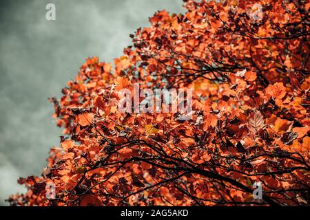 Nahaufnahme eines Baumes mit orangefarbenen Blättern und einem Verschwommener Wolkenhimmel im Hintergrund Stockfoto