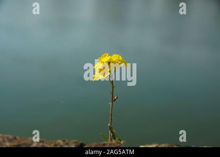 Selektive Fokusaufnahme eines Zweiges mit drei gelben Caesalpinia Blumen auf einem verschwommenen Hintergrund Stockfoto