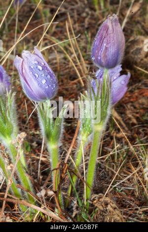 Altai Schöne Blumen Ruhig natürlichen Hintergrund entspannen. Stockfoto