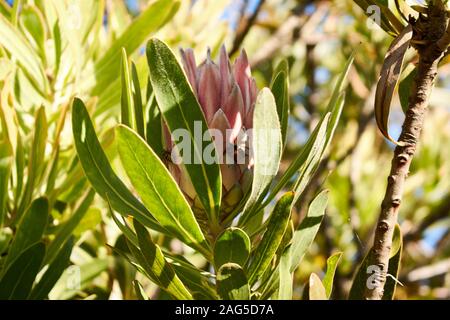Nahaufnahme einer seltenen schönen rosa Blume mit großen Blätter in einem Garten unter dem Sonnenlicht Stockfoto