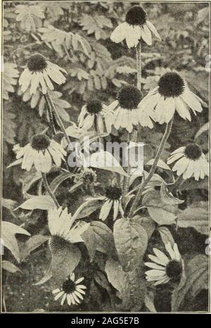 . Dreer's 1913 Garten Buch. H237. Rudbeckia Purpurea (Giant Purple Cone-Blume) RlDBEtKIA (Cone-Hower). Unverzichtbarer Anlagen für die Hardy Grenze; wachsen und gedeihen, wo jeder -, mit einer Fülle von Blüten, die sehr gut zum Schneiden geeignet sind. Fulgida. Leuchtend orange-gelben Blüten, die in Massen produziert onmuch verzweigte Pflanzen, 2 Meter hoch, von Juli bis September. Goldenen Glanz. Ein Bekannter beliebte Pflanze, eine starke, robuste Anbauer, erreichen eine Höhe von 5 bis 6 Fuß, und producesmasses der Doppel gold-gelben Cactus Dahlien - wie Blumen fromJuly bis September. Maxima. Eine seltene und attraktive Sorte, wachsende 5 Stockfoto