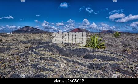 Schöne Aufnahme von wilden Büschen von Pflanzen, die in der wachsen Sandanlage Stockfoto