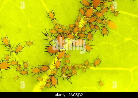 Milchkrautblättrige Aphis nerii auf Stefanotis Blatt Stockfoto