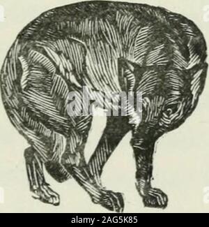 . Maria Chapdelaine: Récit du Canada français. Les Bois. Celui-là nétaitguère plus Encore encombréede rudimentaire quune Piste Ratschings, et qui décrivait de petites courbes Chancen-ne nistes pour éviter les Roches ou Les souches. Il grimpaune Montée, serpenta sur un Plateau au Milieu du boisbrûlé, laissant parfois un Aperçu sur la descente du flancabrupt, les Massen de Pierre du rapide, le Versant opposéqui devenait plus Haut et plus escarpé au-dessus de Lachute, puis rentrant dans la désolation des arbrescouchés à Terre et des chicots noircis. Des Coteaux de Pierre, une fois Contournés, Sem-b Stockfoto