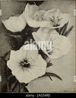 . Dreer's 1913 Garten Buch. n in einem tiefen, feuchten Boden aus ofequal Teile von Lehm, Blatt-Form und Sand. Cypripedium acaule j Ladys Slipper). Breiten, ovalen Blätter, und protzig, hell rosa, lighier geäderten Blüten gebildet, neugierig. 25 cts. Jedes. - Pubescens | Gelb Damen Slipper). Große, auffällige, helle Gelb. 25 cts. Jedes. - Spectabile. {Moccasin-Flovu r oder auffällige Lady Slipper). Cluster der schönen weißen und rosa Blüten. 50 cts. Jedes. PACHYSANDRA. Terminalis. Ein nachgestelltes Pflanze, G bis 8 Zoll hohen, breiten Matten der helle, glänzende dunkelgrüne Laub und kleine Spitzen offlowers im Mai und Juni, in Stockfoto