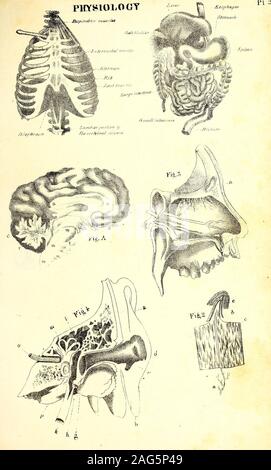 . Eine Synopse der natürlichen Geschichte: die natürliche Geschichte der Tiere, mit menschlichen und allgemeine Tierphysiologie, Botanik, pflanzlichen Physiologie und Geologie. Stockfoto