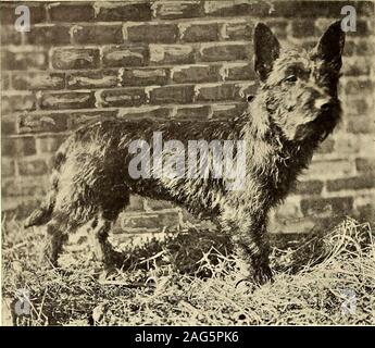 . Amerikanische Häuser und Gärten. Drei fein gezüchtet King Charles Spaniel 28 amerikanische Häuser und Gärten, Januar, 1913. Der Scottish Terrier grau oder Grizzly und das Weiß der West Highlands. Beide sind gleichermaßen in Typ und sind beliebte Hunde von heute. Wo eine Rauheit von Fell ist unerwünscht und eine intelligente Suche Hund wird bevorzugt, die altmodische Schwarz und tan oder Manchester Terrier haftet mit Bevorzugung zu treffen, denn er ist ein gutes Haus Hund einfach in Zustand und einem feinen Ungeziefer Killer zu halten. Ein weiterer Der Terrier gut zu Hause Zwecke angepasst ist der Rote Irische mit seine drahtige Fell und kräftige Kiefer. Er i Stockfoto